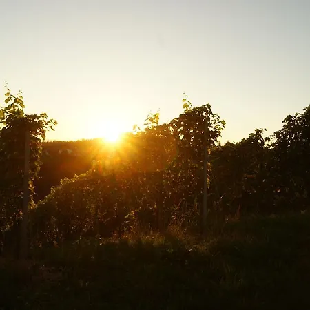 Weingut Adam Amandus Und Carmen 3*