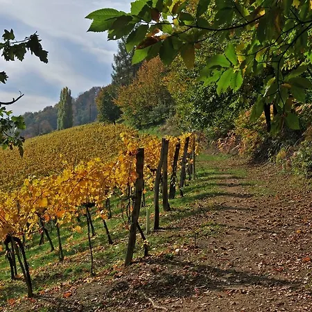 Nocleg ze śniadaniem Weingut Adam Amandus Und Carmen