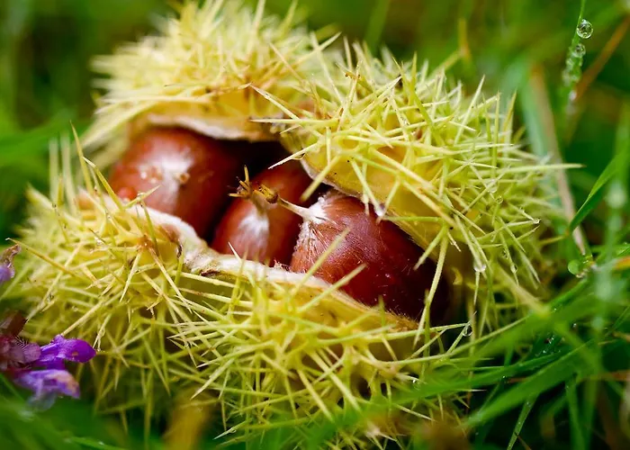 Weingut Adam Amandus Und Carmen 3*