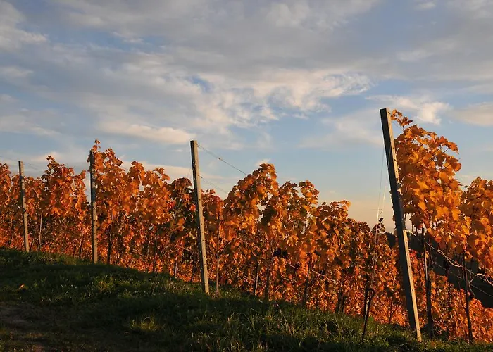 Weingut Adam Amandus Und Carmen